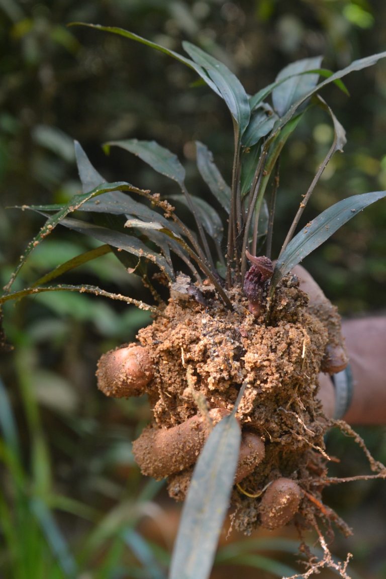 “Lagenandra wayambae” Discovered by Wayamba University